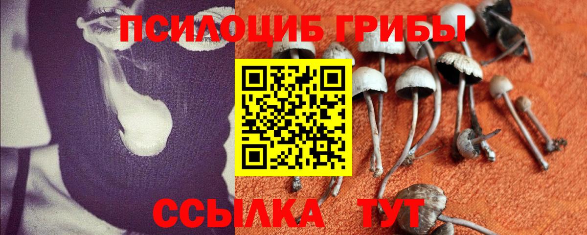 Псилоцибиновые грибы Psilocybine cubensis Сыктывкар